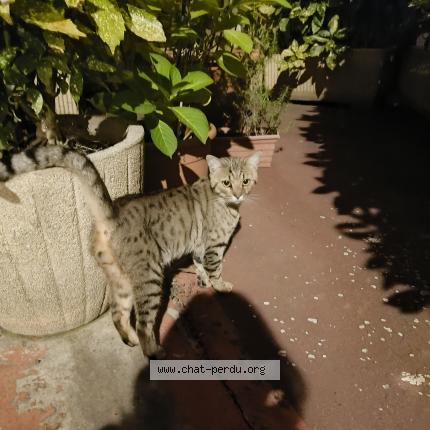 Foto 1/1 Gato encontrado Encontrado en Paris