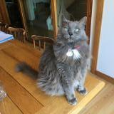 Foto del gato perdido en Voray Sur L Ognon