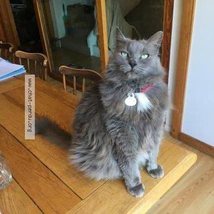 Foto 1/1 Gatsby Chat perdido en Voray sur l ognon