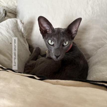 Foto 1/1 ZAZA Chat perdido en Le grand village plage