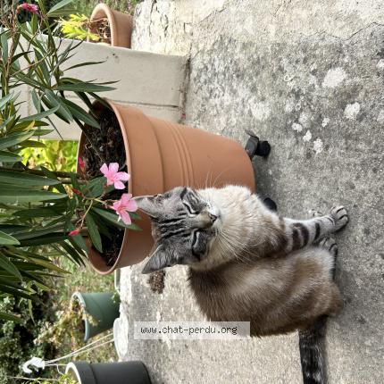 Foto 1/1 LENNY Chat perdido en La brousse