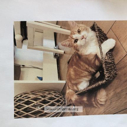 Foto 1/1 Jack Chat perdido en Simacourbe