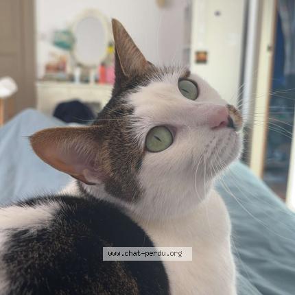 Foto 1/1 Nora Chat perdido en Beaugency