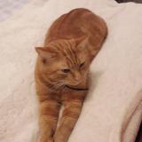 Foto del gato perdido en Lys Lez Lannoy