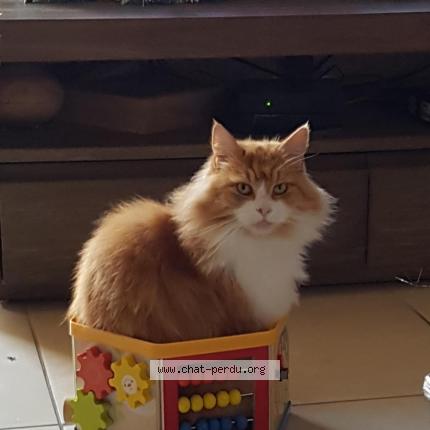 Foto 1/1 Chachounette Chat perdido en Ruch