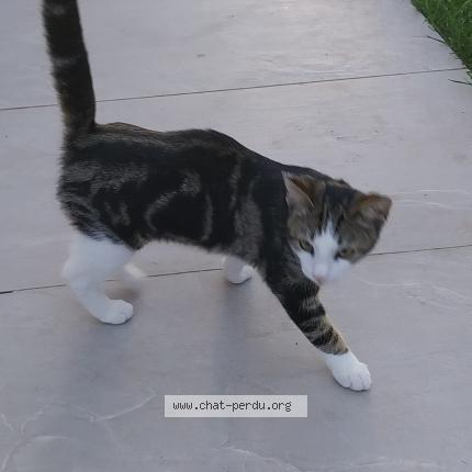 Foto 1/1 Fripouille Chat perdido en Feneu