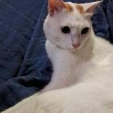 Foto del gato perdido en Margao