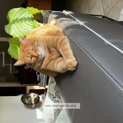 Foto 1/1 Joe Chat perdido en Beziers