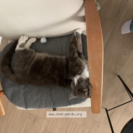 Foto 1/1 Socrate Chat perdido en Longuenee en anjou