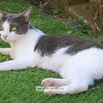 Foto 1/1 Molly Chat perdido en Bihorel