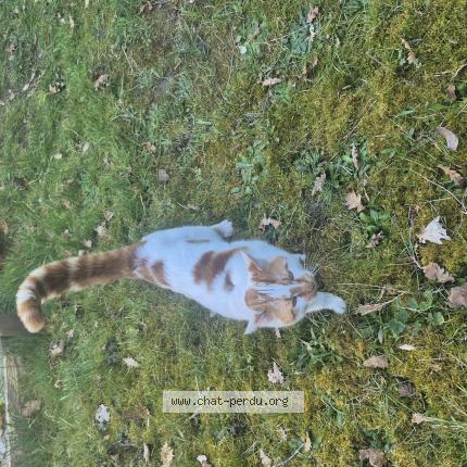 Foto 1/1 Alfy Chat perdido en Saint pierre de chignac