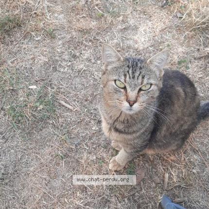 Foto 1/1 Corona Chat perdido en Tonnay boutonne