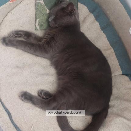 Foto 1/1 Jet Set Chat perdido en Maubec