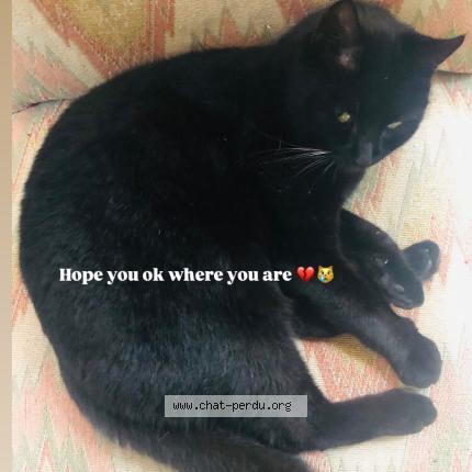 Foto 2/4 Zebulon Chat perdido en Meudon