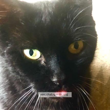 Foto 3/4 Zebulon Chat perdido en Meudon