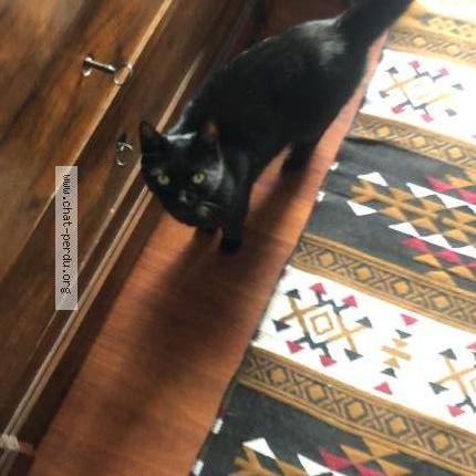 Foto 4/4 Zebulon Chat perdido en Meudon