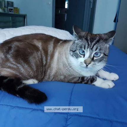 Foto 1/1 Tinou Chat perdido en Pegomas