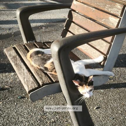 Foto 1/1 Ariel Chat perdido en Nice