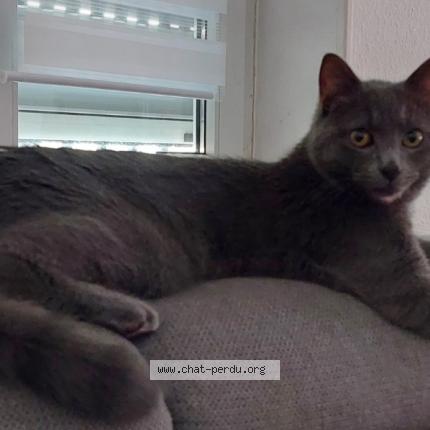 Foto 1/1 Pipou Chat perdido en Strasbourg