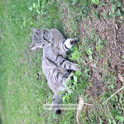 Foto 1/1 Willy Chat perdido en Hanvoile