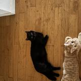 Foto del gato perdido en Toulouse