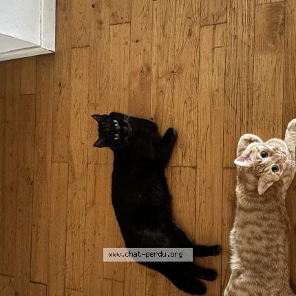 Foto 1/1 Zitoun Chat perdido en Toulouse