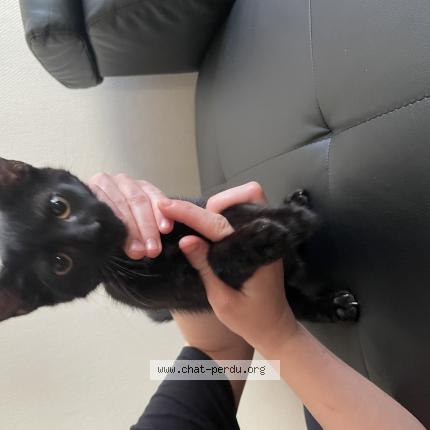 Foto 1/1 Gato encontrado Encontrado en Mulhouse