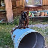 Foto del gato perdido en Retournac