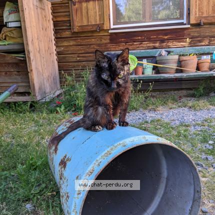 Foto 1/1 P&eacute;pite Chat perdido en Retournac