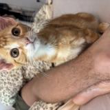 Foto del gato perdido en Agen