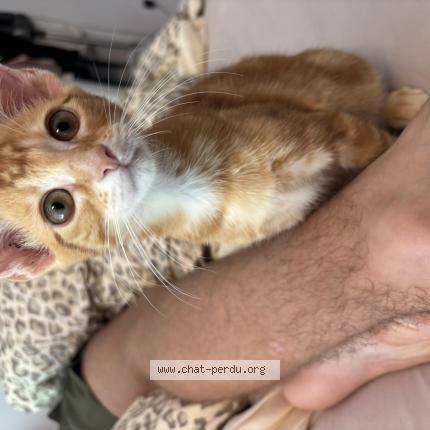 Foto 1/1 Lulu Chat perdido en Agen