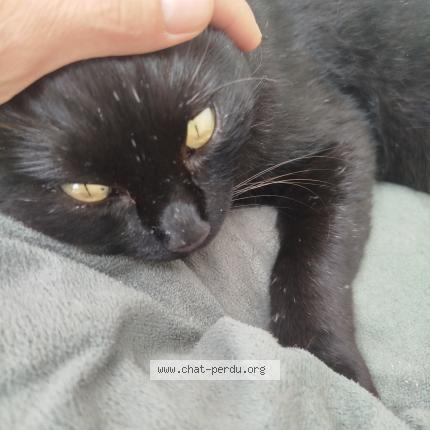 Foto 1/1 Gato encontrado Encontrado en Brenthonne