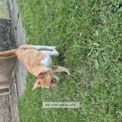 Foto 1/1 Gato encontrado Encontrado en Saint maur sur le loir