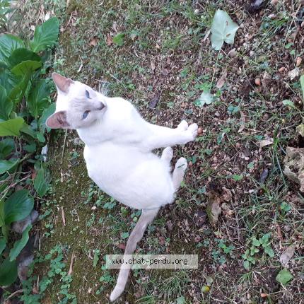 Foto 1/1 Gato encontrado Encontrado en Nice