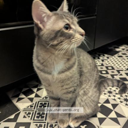 Foto 1/1 Mochi Chat perdido en Bruges