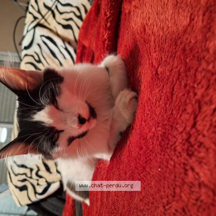 Foto 1/1 Gato encontrado Encontrado en Charte de bretagne