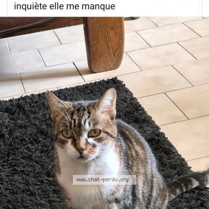 Foto 1/2 Lili Chat perdido en Lastic