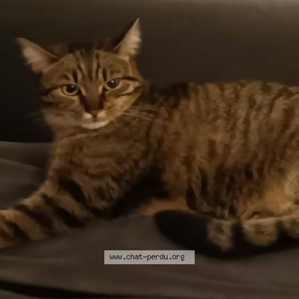 Foto 1/1 Praline Chat perdido en Haguenau