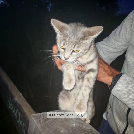 Foto 1/1 Gato encontrado Encontrado en La roche blanche