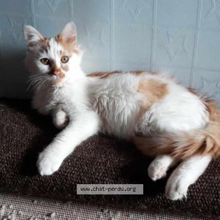 Foto 1/1 TIMINET Chat perdido en Lascelle