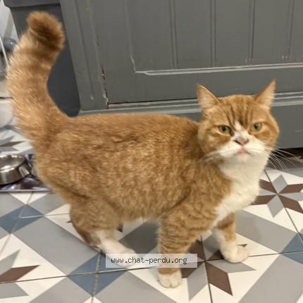 Foto 1/1 Gato encontrado Encontrado en Le grand village plage