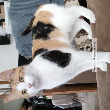 Foto 1/1 Stella Chat perdido en Boisset les prevanches