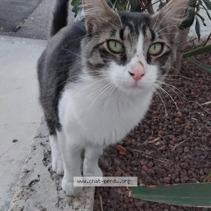 Foto 1/1 Gato encontrado Encontrado en Perpignan