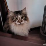 Foto del gato perdido en Toulouse