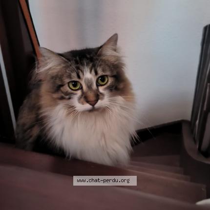 Foto 1/1 Mo&iuml;ra Chat perdido en Toulouse