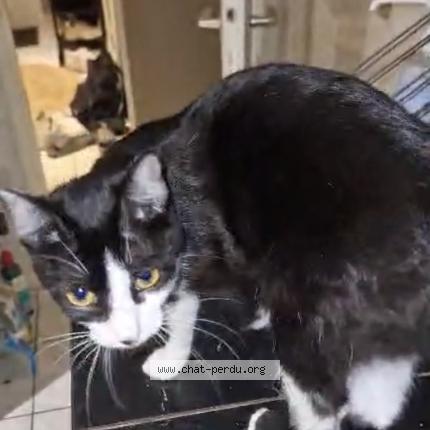 Foto 1/1 Pépette Chat perdido en Boudry