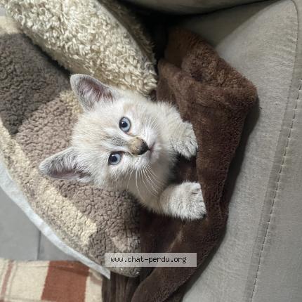 Foto 1/1 Alun Chat perdido en Saint germain la blanche herbe