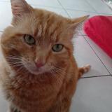 Foto del gato perdido en Villeurbanne