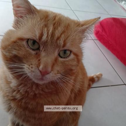 Foto 1/4 Memew Chat perdido en Villeurbanne