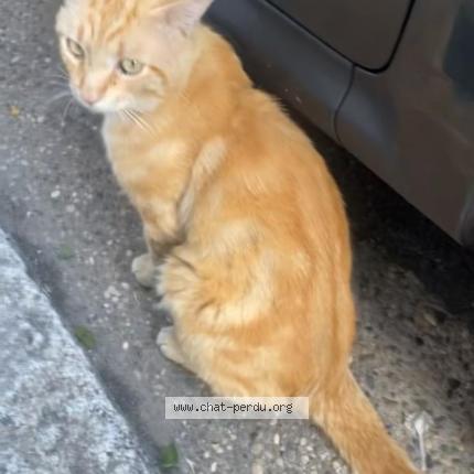 Foto 2/4 Memew Chat perdido en Villeurbanne